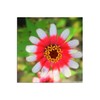 Trademark Fine Art Patty Tuggle 'Flower on Flower' Canvas Art, 18x18 PT005-C1818GG